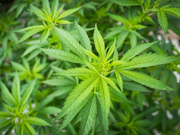Cannabis marijuana_crop